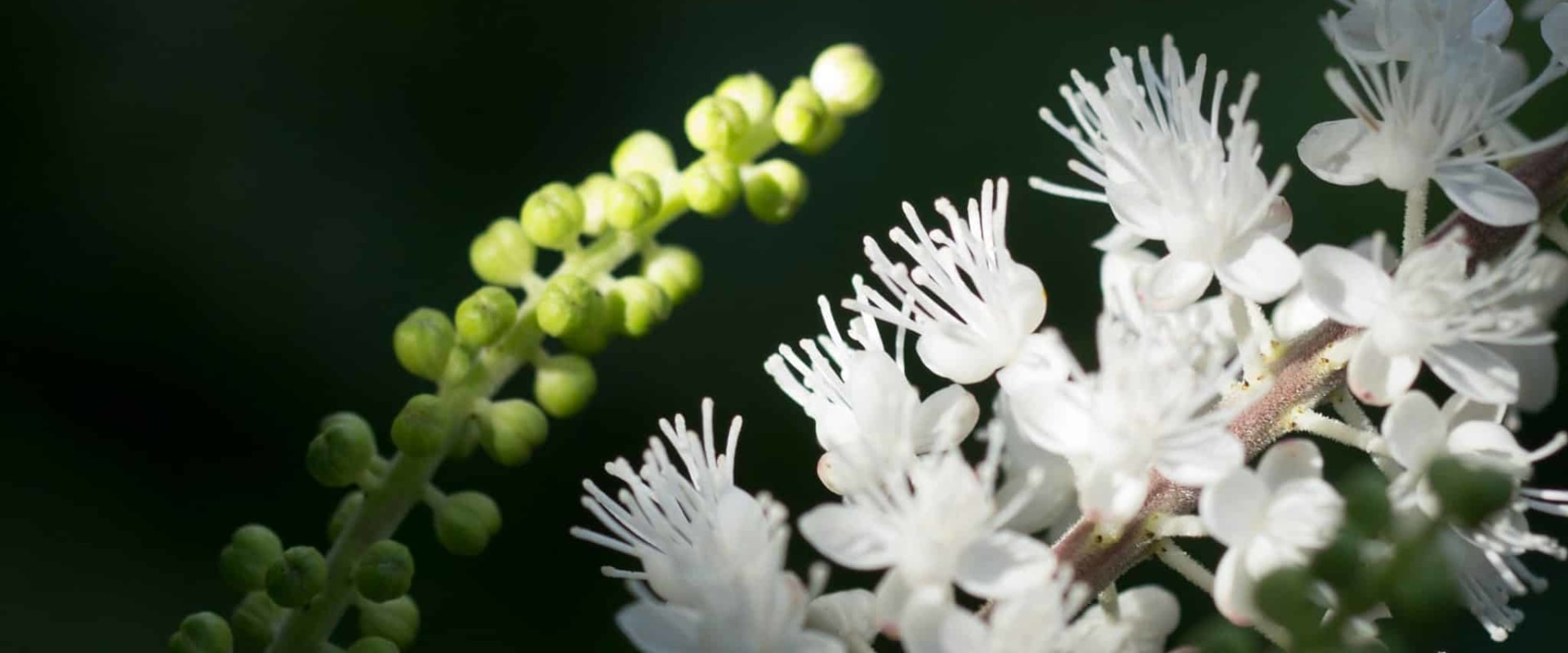 The Benefits of Black Cohosh: A Herbal Expert's Perspective