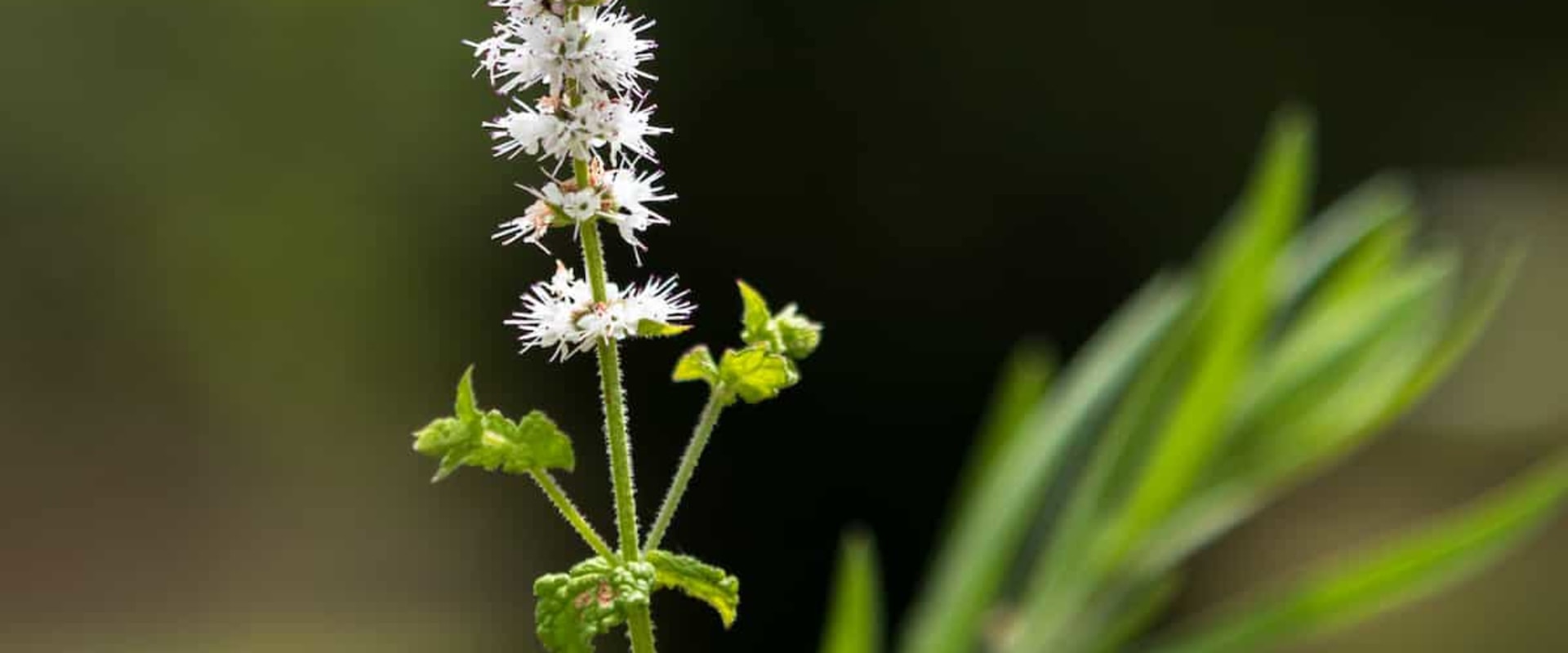 The Truth About Black Cohosh: Separating Fact from Fiction