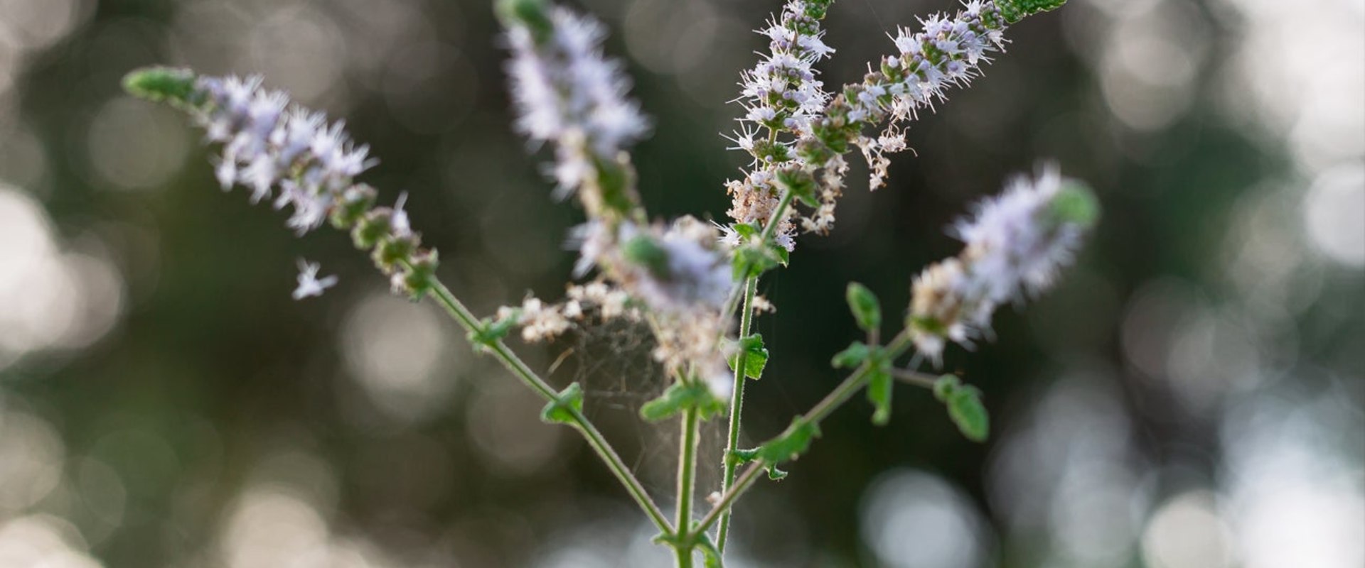 The Truth About Black Cohosh: Separating Fact from Fiction