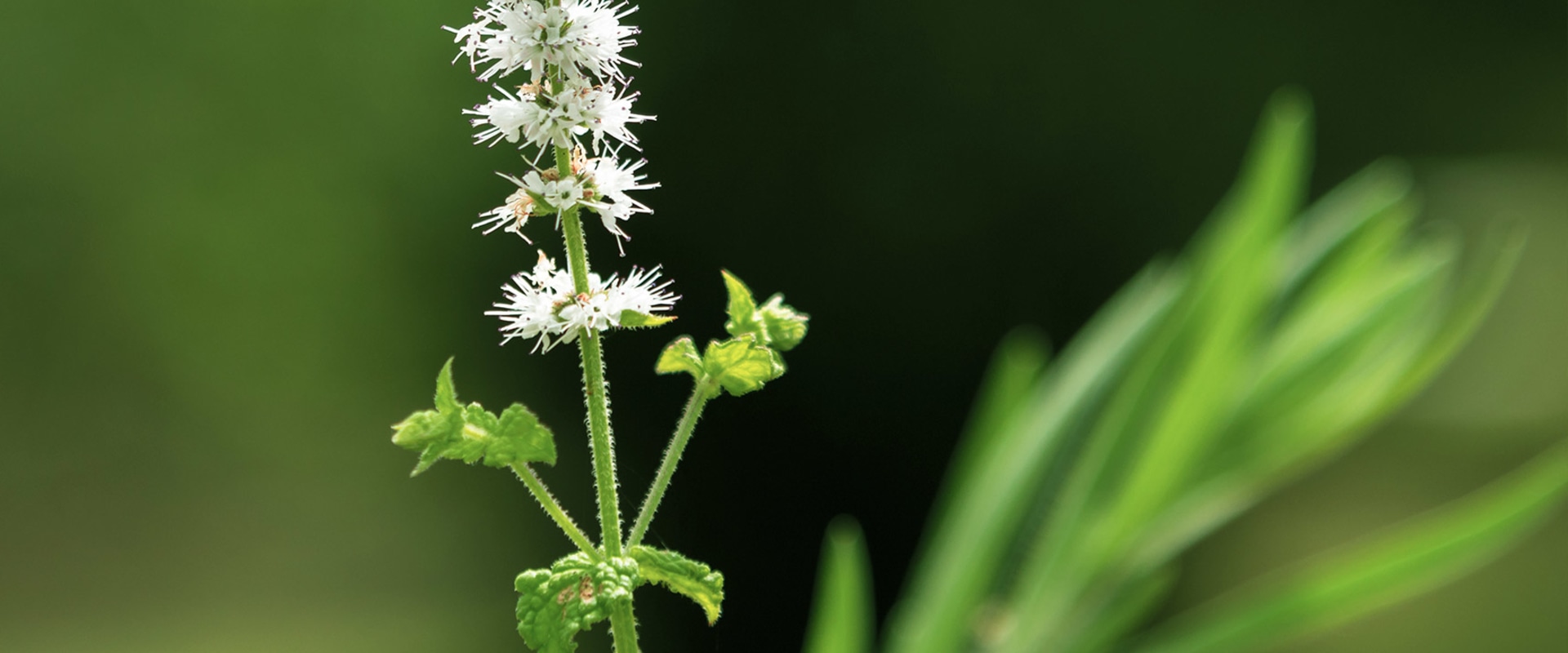 The Truth About Black Cohosh and Bloating