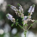 The Truth About Black Cohosh and Weight Gain