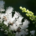 The Benefits of Black Cohosh: A Herbal Expert's Perspective