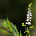 The Truth About Black Cohosh: Separating Fact from Fiction