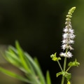 The Benefits and Risks of Black Cohosh for Women's Health