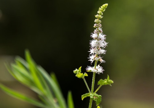 The Truth About Black Cohosh and Water Retention: An Expert's Perspective