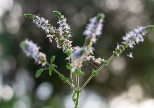 The Truth About Taking Black Cohosh Daily