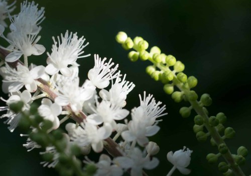 The Benefits of Black Cohosh: A Herbal Expert's Perspective