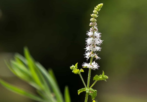 The Truth About Black Cohosh: Separating Fact from Fiction