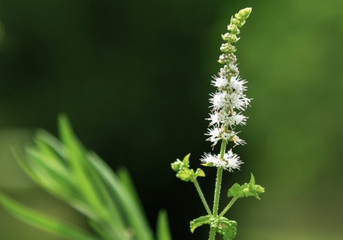 The Truth About Black Cohosh and Bloating